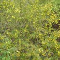 Coronilla emerus P2B P2C P9